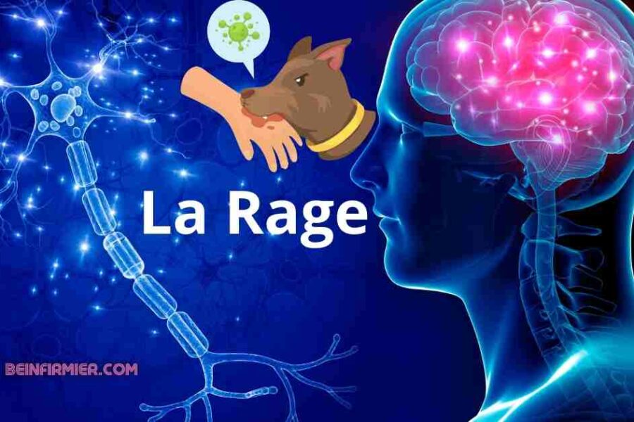 La rage : causes, prise en charge, prévention