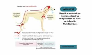 Transmissibilité de la rage chez les animaux